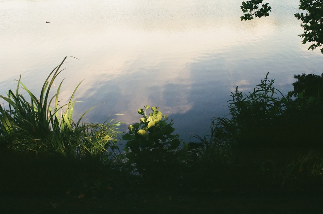 green grass near body of water during daytime