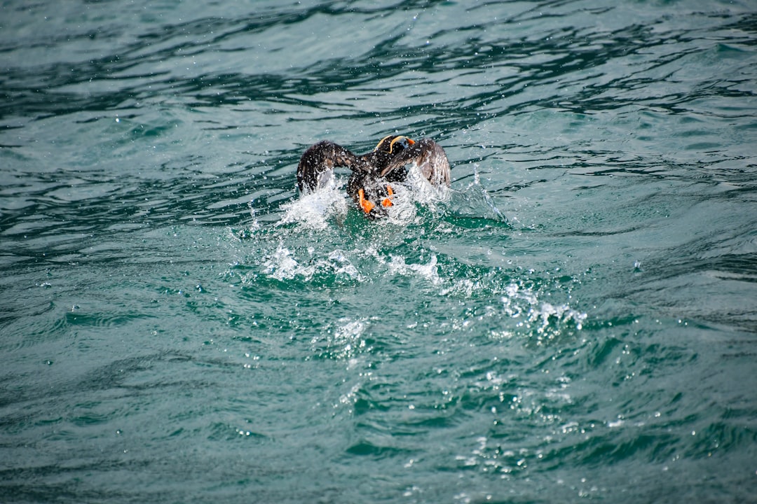 a dog swimming in the ocean with a frisbee in its mouth