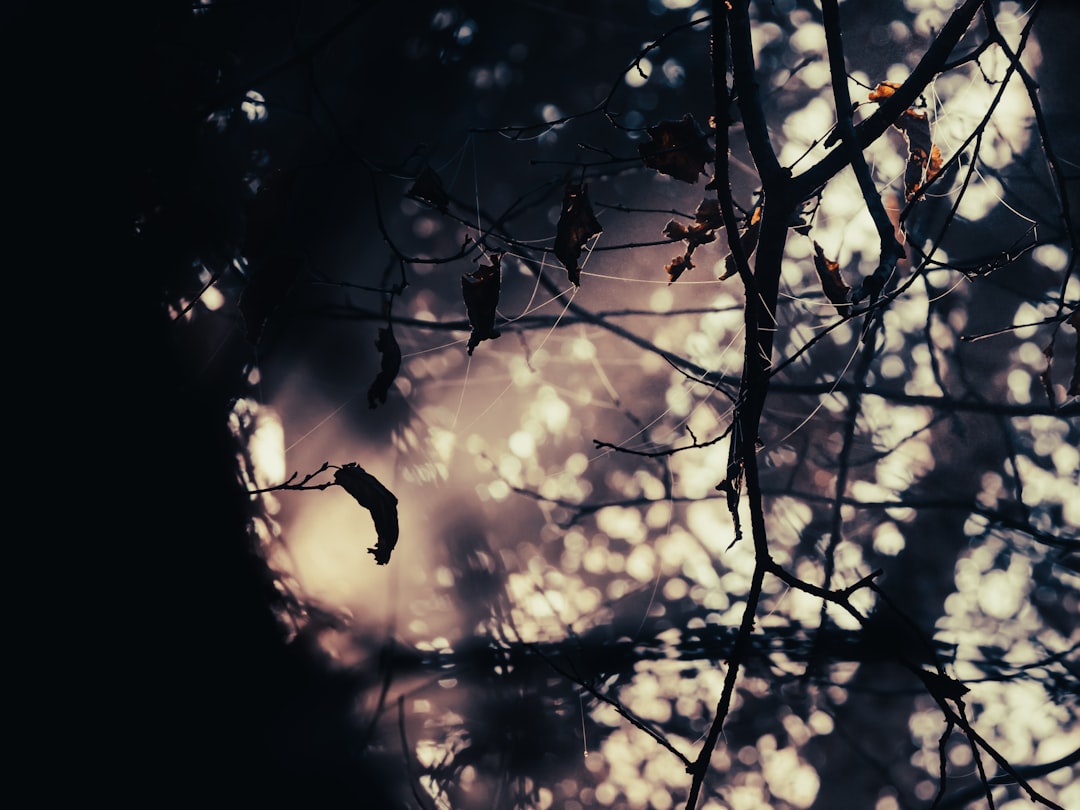 the branches of a tree in the sunlight