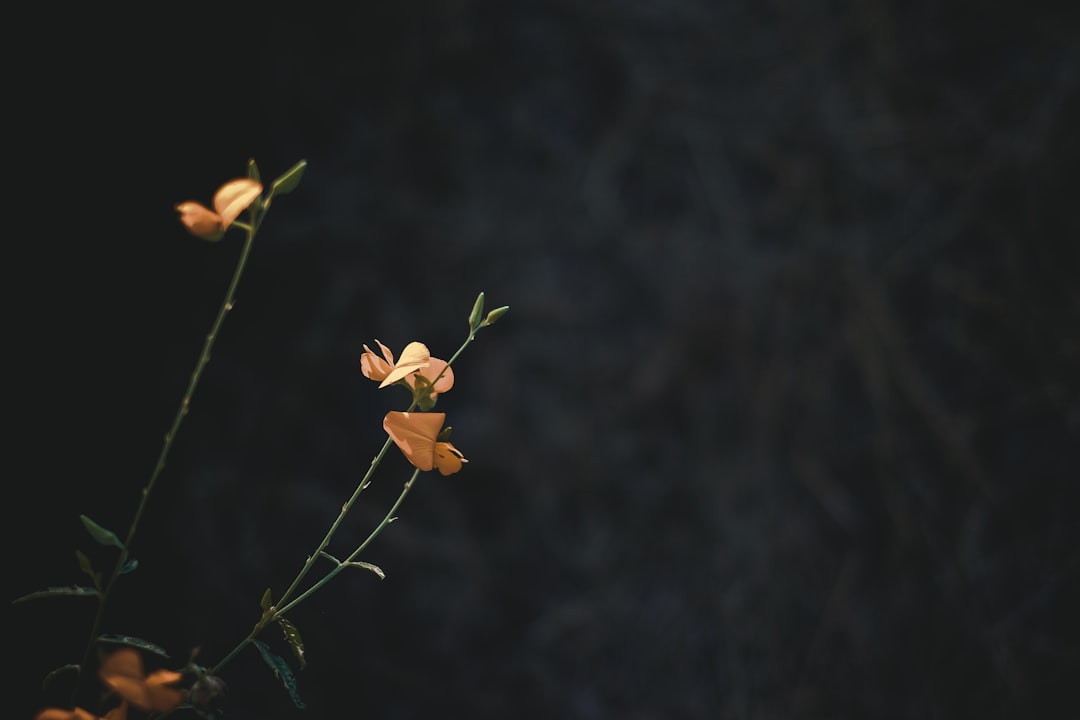 yellow flowers