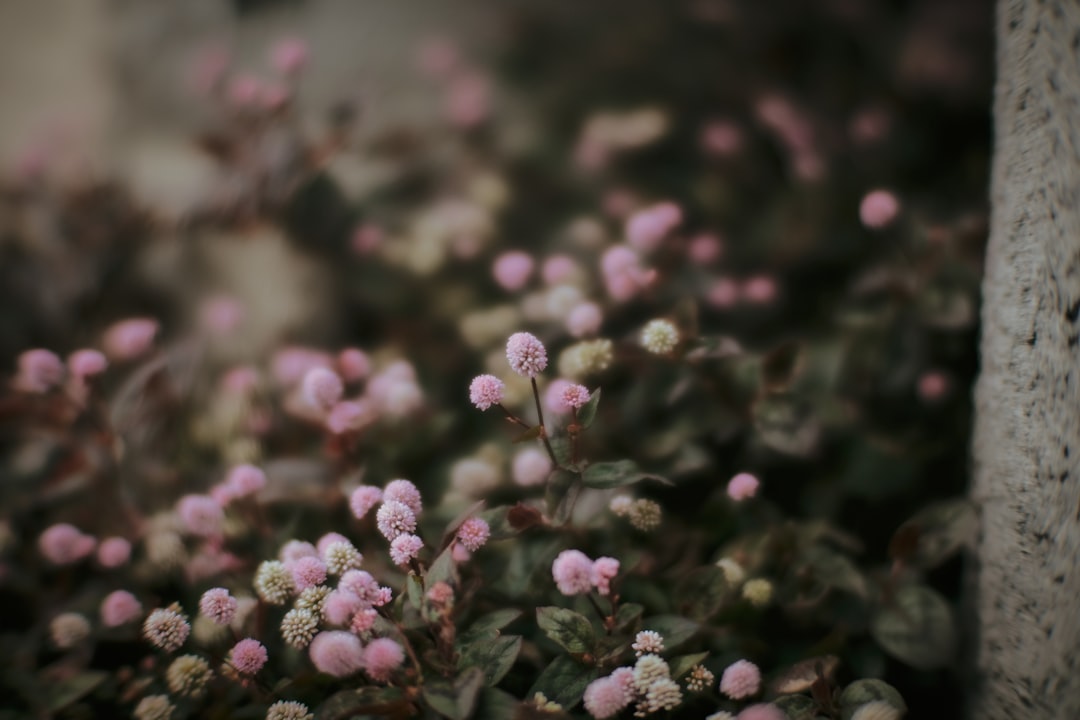 a close up of a plant with small pink flowers