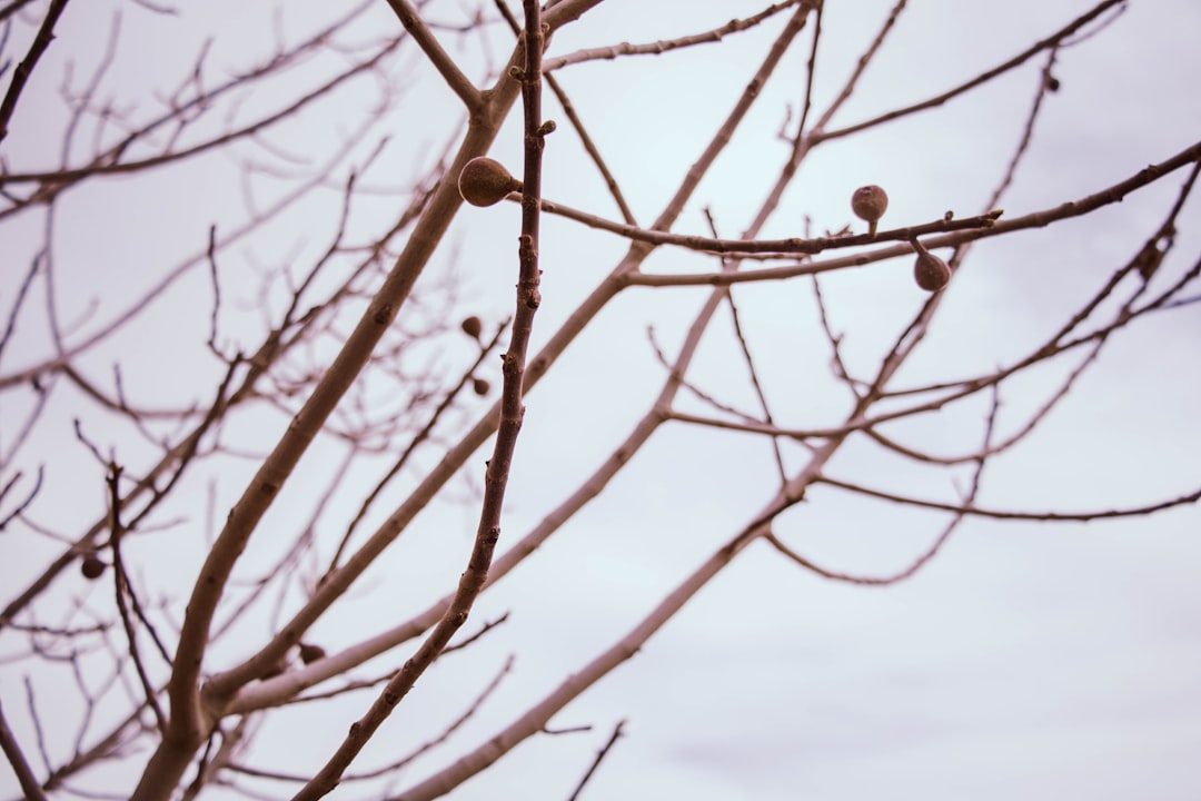 brown tree branch with brown round fruits