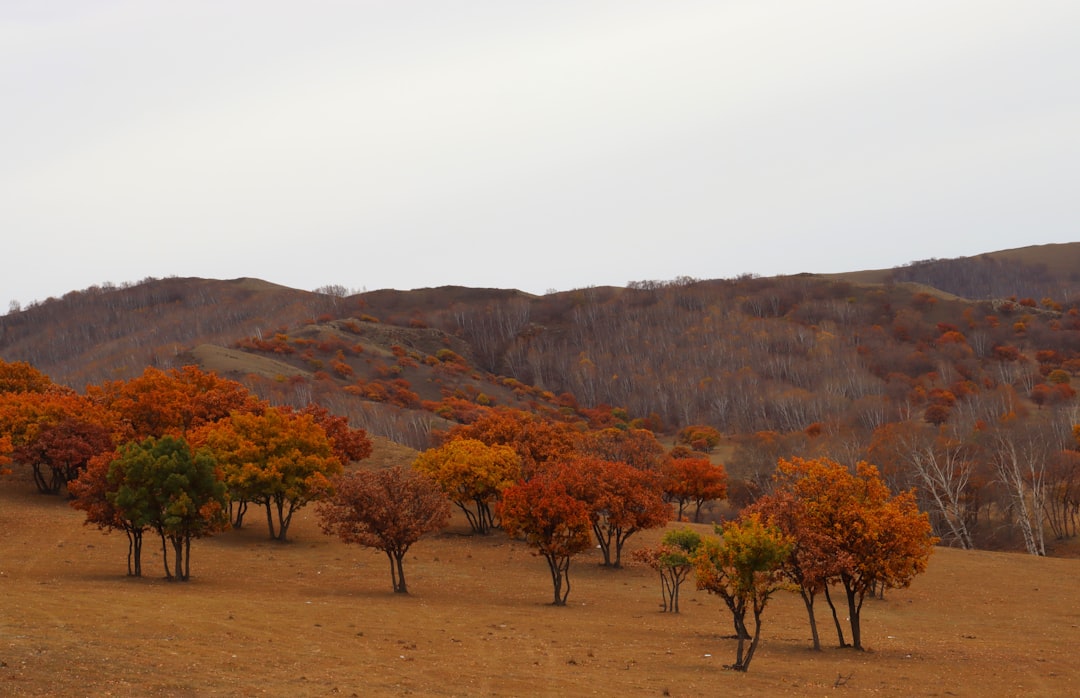 a group of trees that are in the dirt