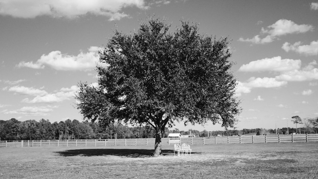 a large tree in a field